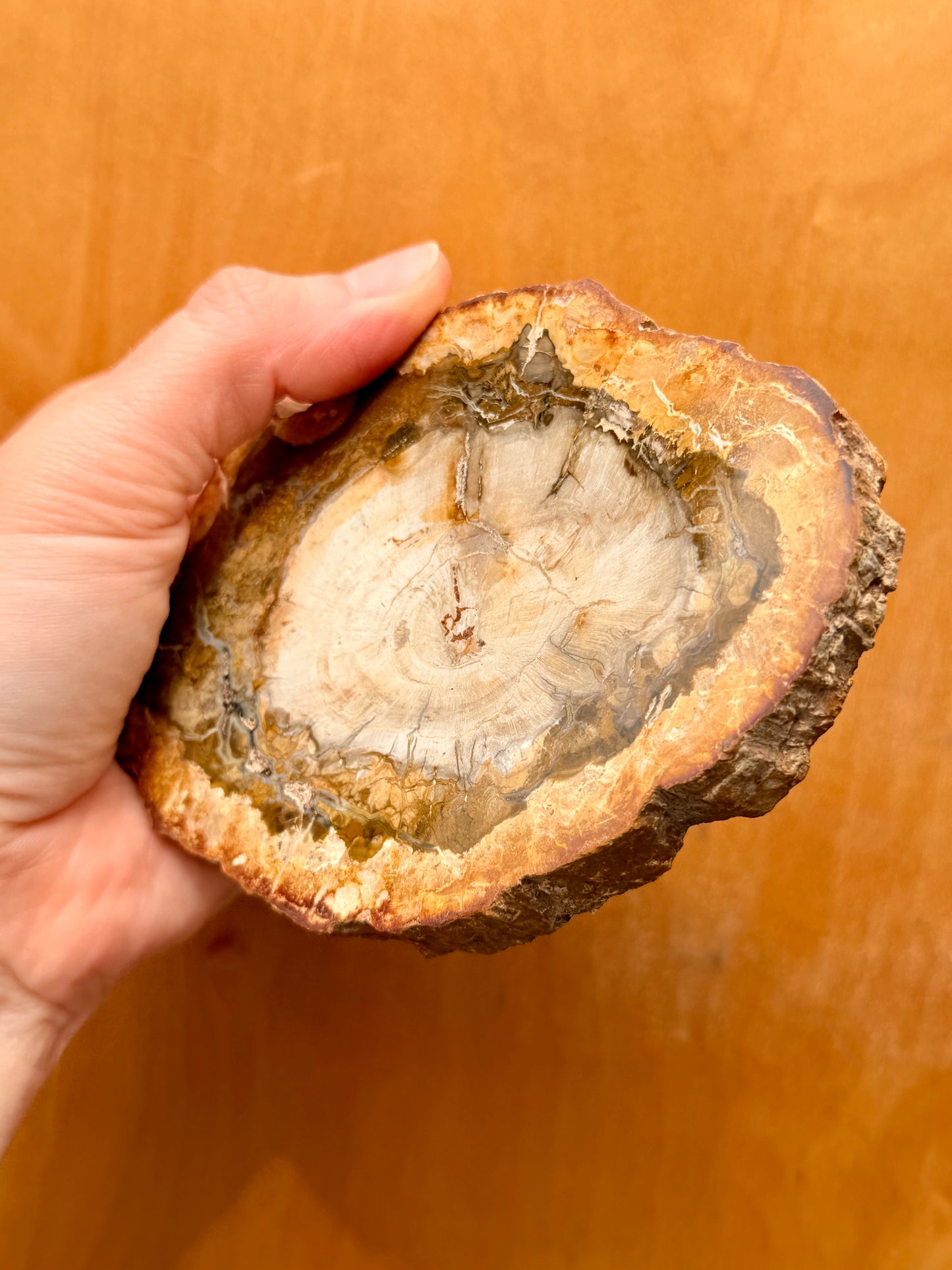 Petrified Wood Slab / Grounding and Protective Crystal