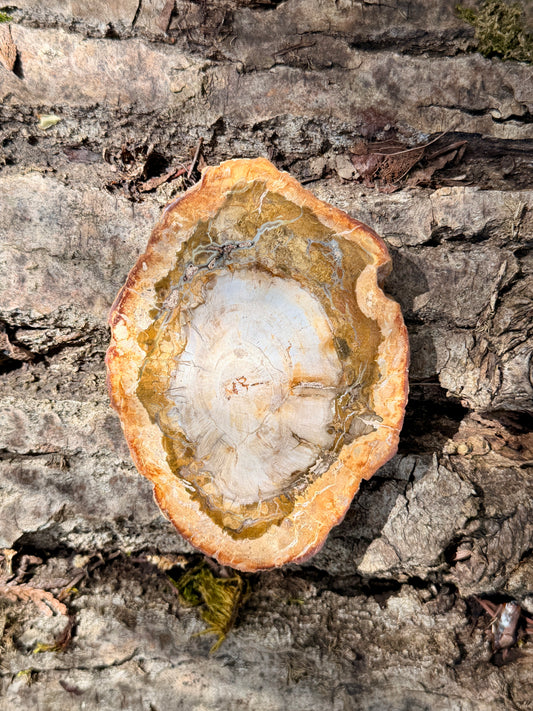 Petrified Wood Slab / Grounding and Protective Crystal