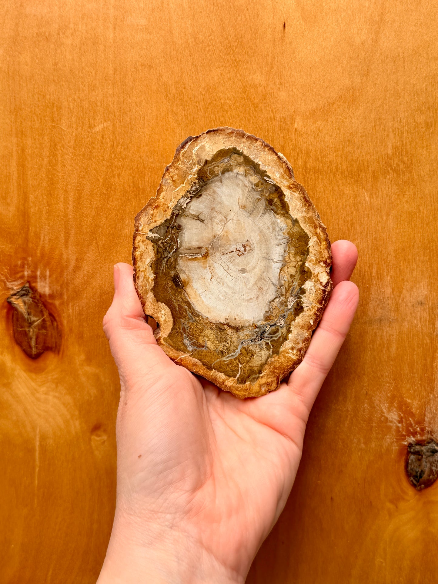 Petrified Wood Slab / Grounding and Protective Crystal