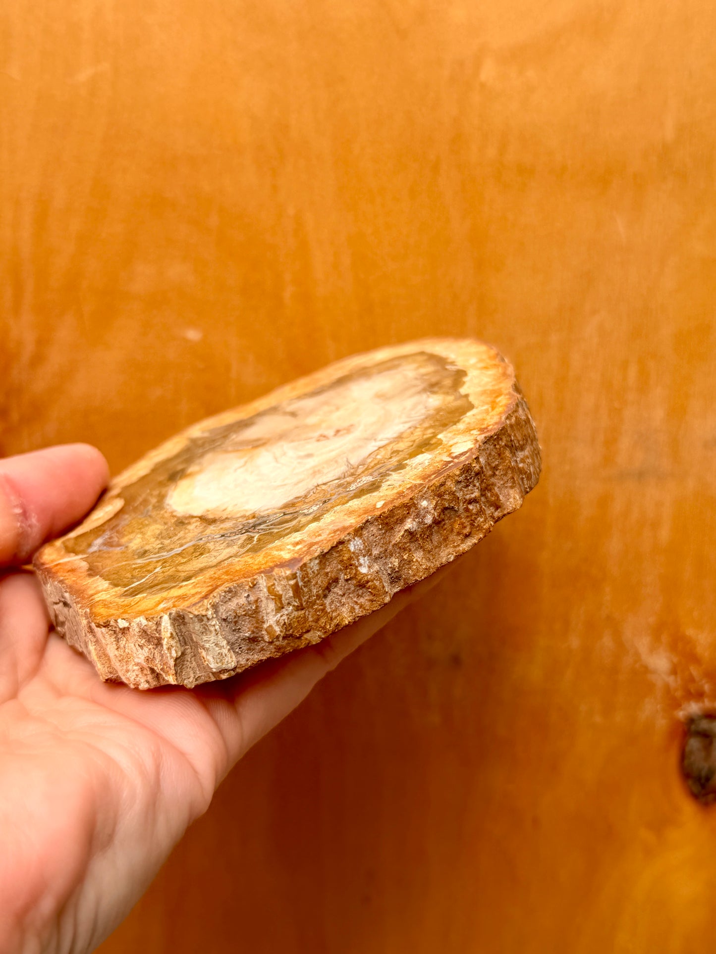 Petrified Wood Slab / Grounding and Protective Crystal